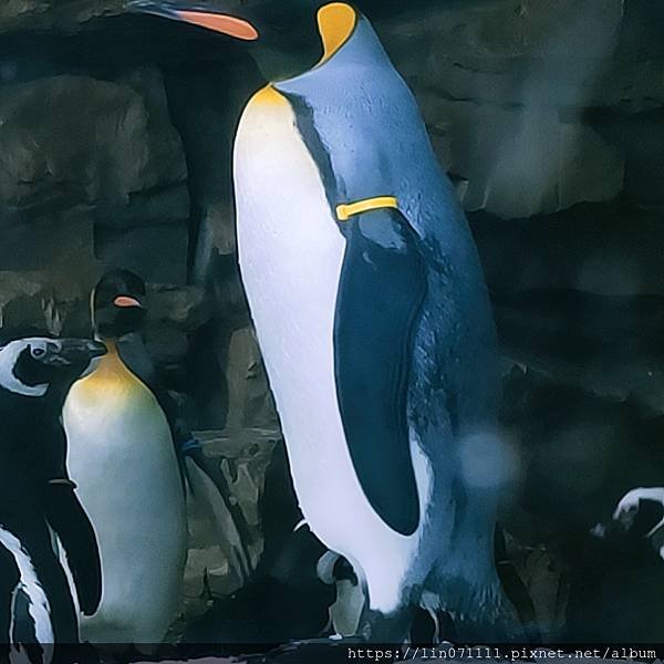 Xpark水族館