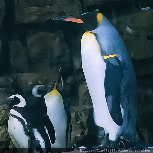 Xpark水族館