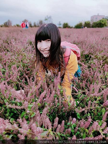 仙草花節