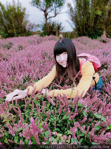 仙草花節