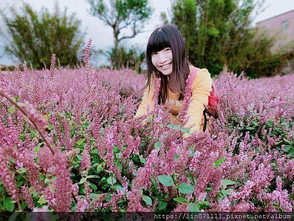 仙草花節