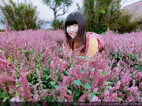 仙草花節