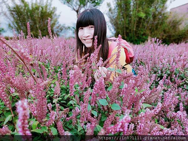 仙草花節