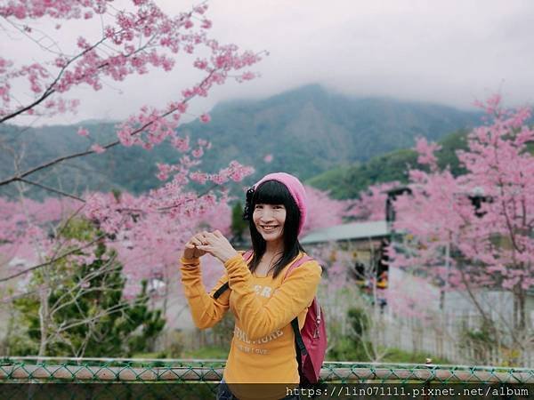 八五山甜柿露營區