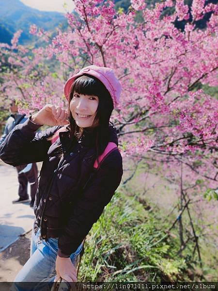 三峽大雄櫻花林