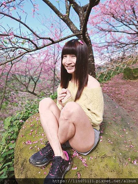 2024/02/03三峽大熊櫻花林..粉白色夢幻櫻花步道..