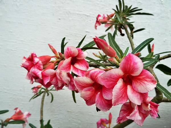 雷絲金露花，沙漠玫瑰 003_meitu_1