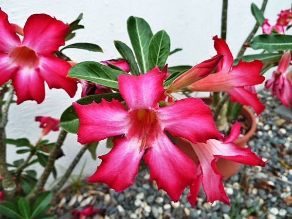 雷絲金露花，沙漠玫瑰 006_meitu_1