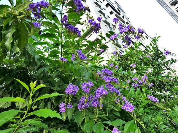 雷絲金露花，沙漠玫瑰 022_meitu_1