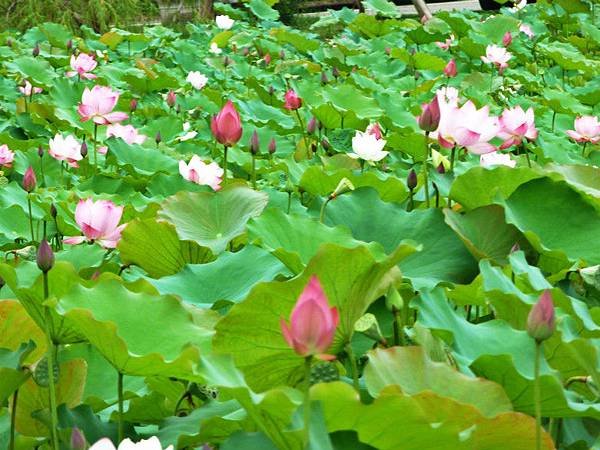 亞洲大學荷花 008_meitu_1.jpg