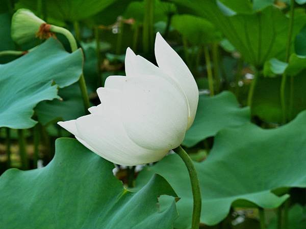 亞洲大學荷花 020_meitu_1.jpg