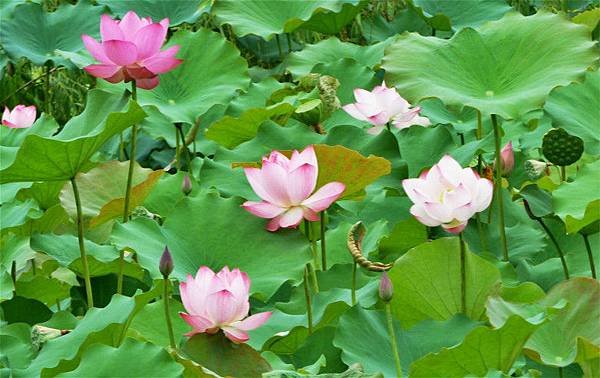 亞洲大學荷花 036_meitu_1.jpg