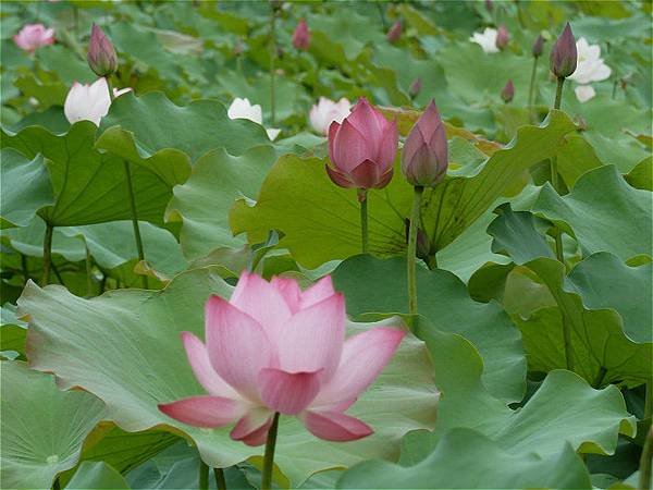 亞洲大學荷花 077_meitu_1.jpg