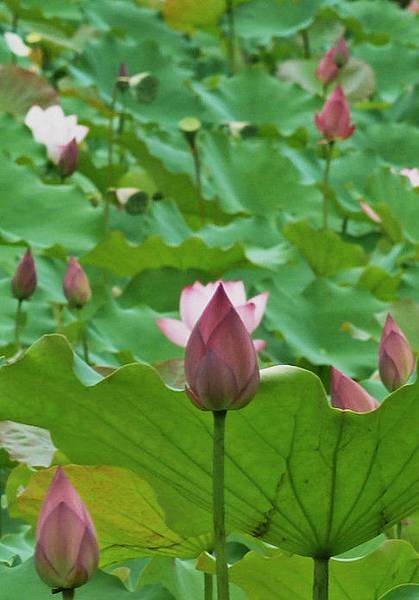 亞洲大學荷花 083_meitu_1.jpg