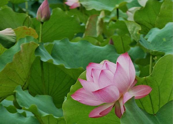 亞洲大學荷花 104_meitu_1.jpg