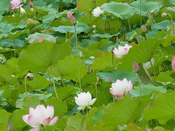 亞洲大學荷花 110_meitu_1.jpg