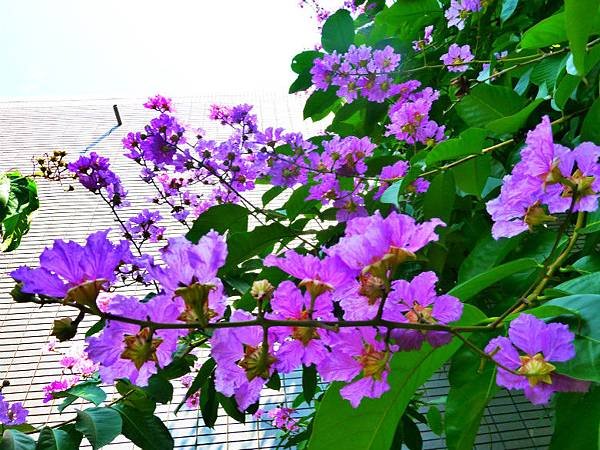 大花紫微 001_meitu_1.jpg