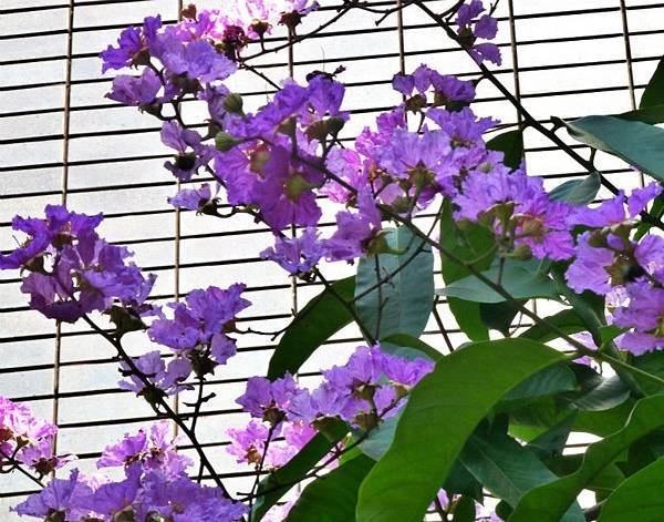 大花紫微 003_meitu_1.jpg