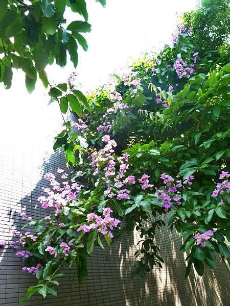 大花紫微 009_meitu_1.jpg