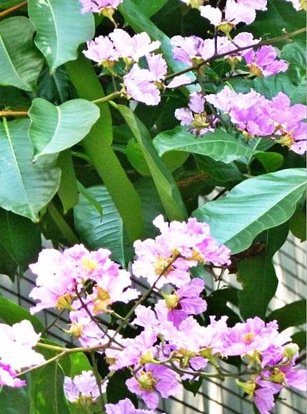 大花紫微 010_meitu_1.jpg