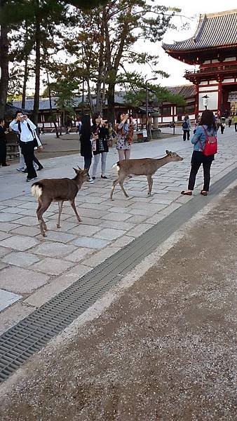 image.jpg