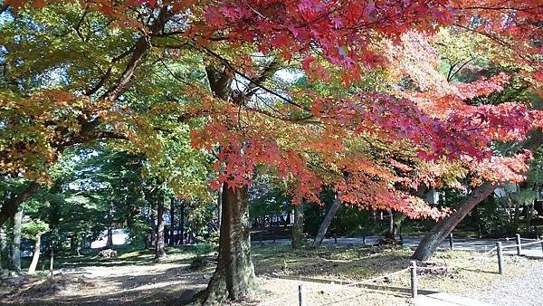 東大寺楓葉