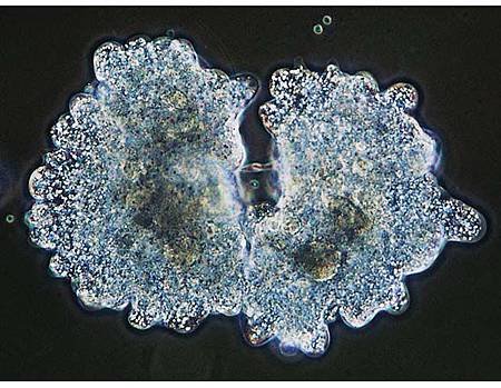变形虫的分裂生殖
