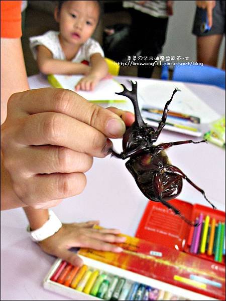 2011-0802-昆蟲課-昆蟲老師-吳沁婕 (8).jpg