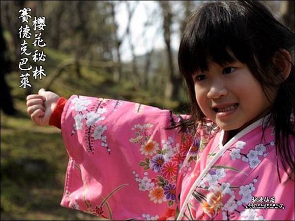 2012-0212-桃園-桃源仙谷-賽德克巴萊的櫻花秘林 (36).jpg