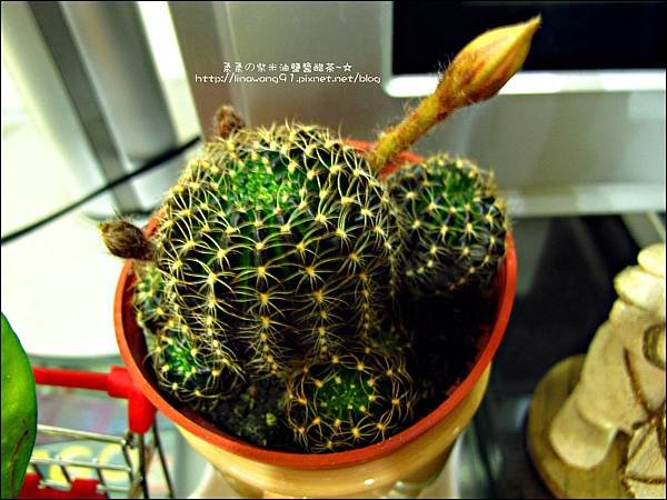 2012-0508-仙人掌開花 (1)