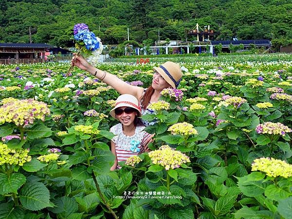 2017-0530-財福海芋田 (16).jpg