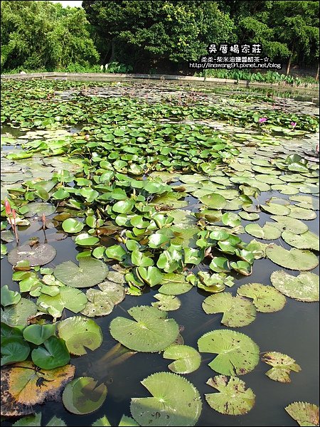 吳厝楊家莊-2010-0815 (13).jpg