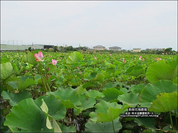 2010-0620-新屋花海農場 (23).jpg