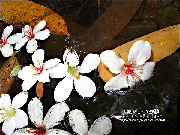 2010-0421-紙糊古道-油桐花之旅 (14).jpg