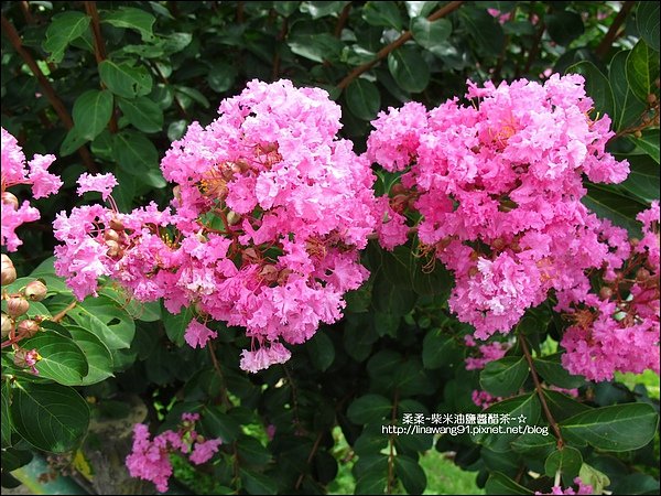 九芎湖-鴛鴦池-2010-0726 (1).jpg