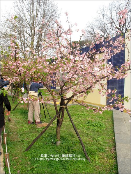 2011-0223-新竹公園-賞櫻花 (9).jpg