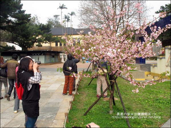 2011-0223-新竹公園-賞櫻花 (8).jpg