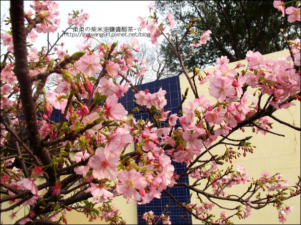 2011-0223-新竹公園-賞櫻花 (10).jpg