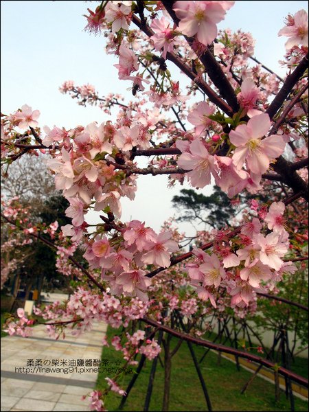 2011-0223-新竹公園-賞櫻花.jpg