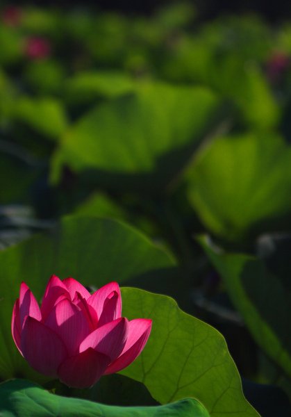 IMG_1090.jpg
