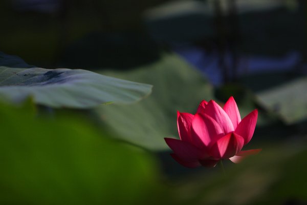 IMG_1110.jpg