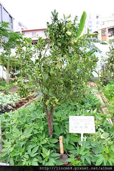 1001016-臺北市中山區聚盛里-友誼農場- (15).JPG
