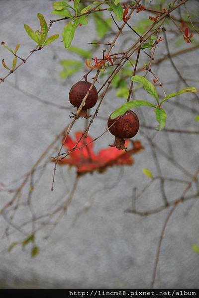 1010215-雲林縣-林內鄉-榴中社區- (12)