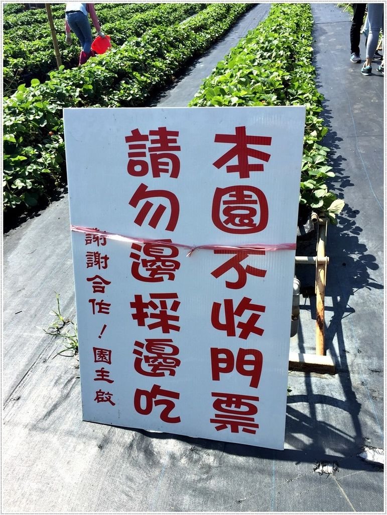 台南美食-南科觀光草莓園-親子農場