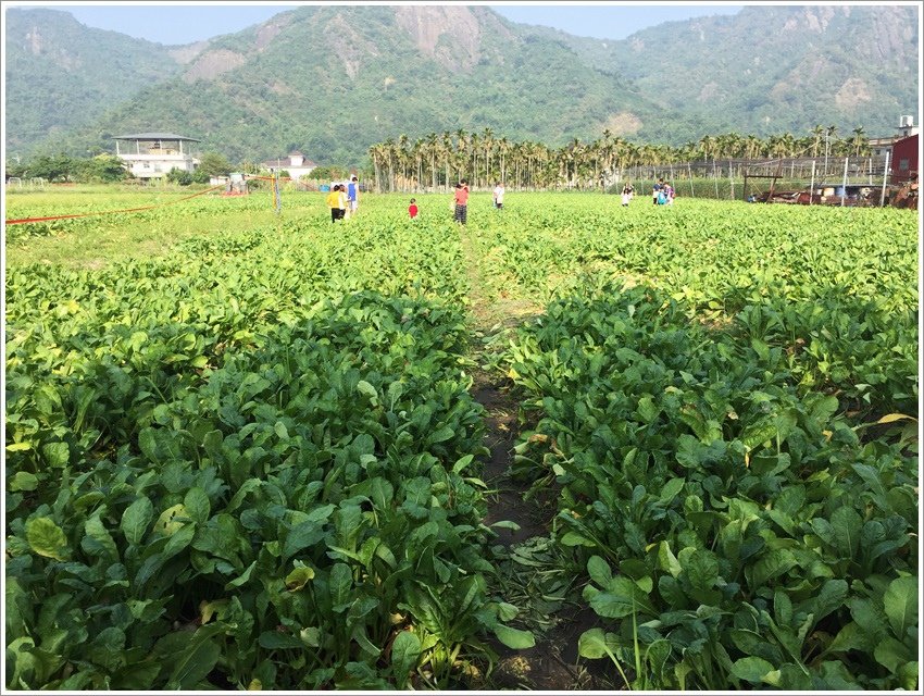 高雄親子旅遊-觀光工廠美濃、旗山- 體驗半日小農夫～ 白玉蘿蔔送給美濃人