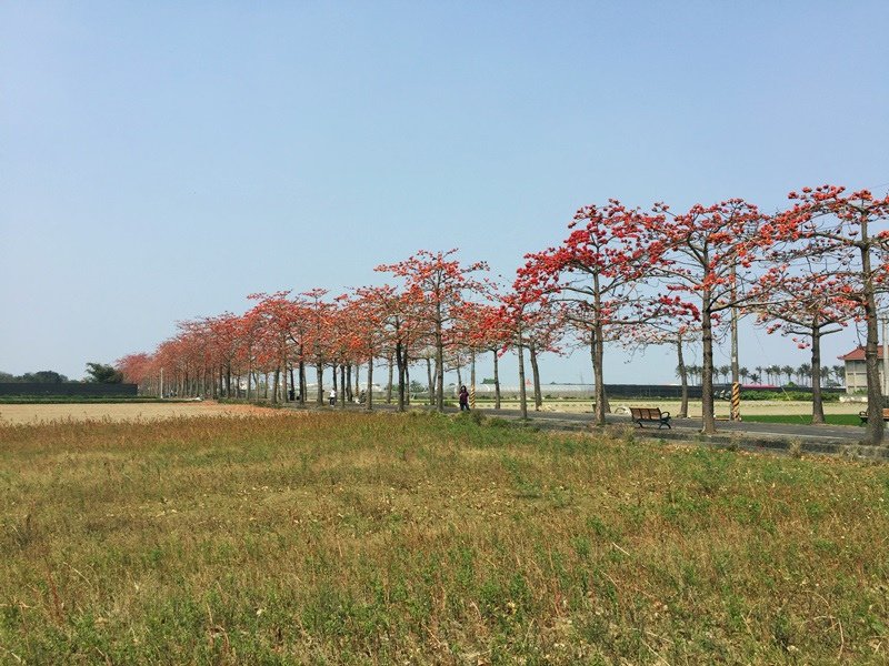 台南親子旅遊-將軍苓子寮木棉花道-私藏景點