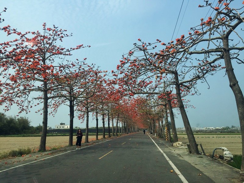 台南親子旅遊-將軍苓子寮木棉花道-私藏景點