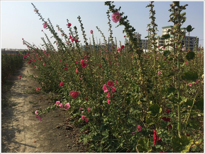 學甲蜀葵花節登場