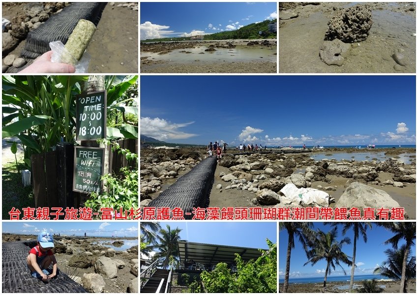 台東親子旅遊-富山杉原護魚-海藻饅頭珊瑚群潮間帶餵魚真有趣