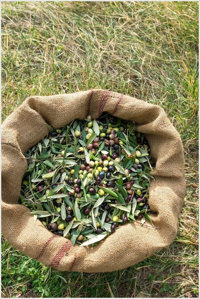 freshly-harvested-olives-(hr).jpg